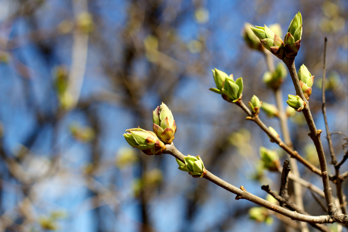 Spring into Balance Workshop