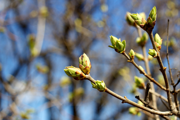 Spring into Balance Workshop