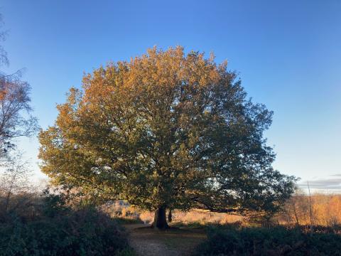 Oak Tree on Headley Heath