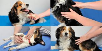Shiatsu for dogs with joint pain and gut health issues