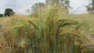 Beauty of barley