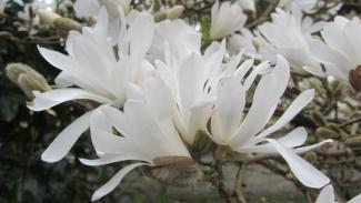 Spring magnolia