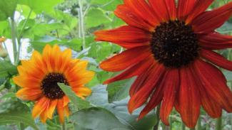 Beautiful sunflowers