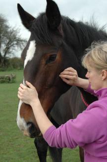 Equine Shiatsu