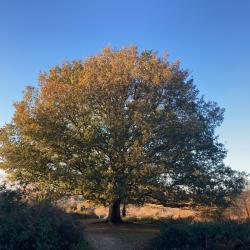 Oak Tree on Headley Heath